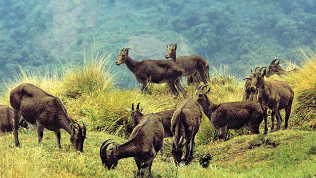 Misty Munnar Escape