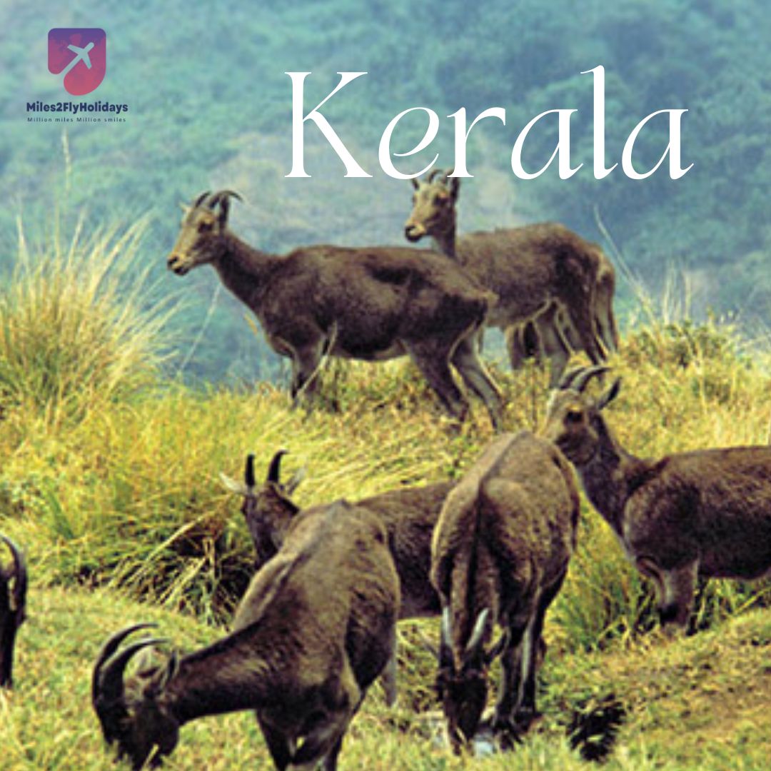 Splendid Kerala